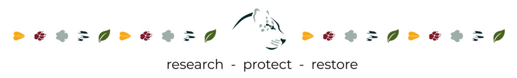 AfriCat research, protect and restore